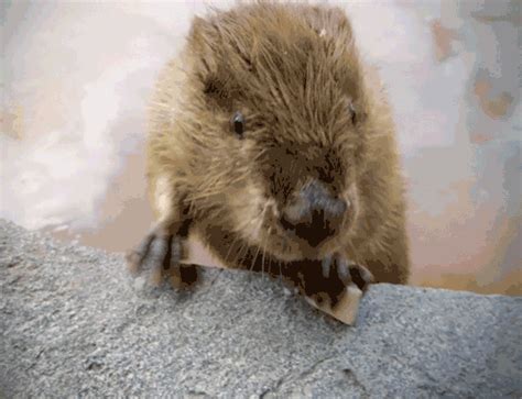 dancing beaver gif|dancing beaver meme.